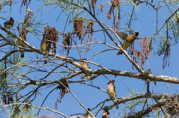 Herde Des Zedernwachsvogels Bombycilla Cedrorum Sitzt Auf Einem Baum Und — Stockfoto