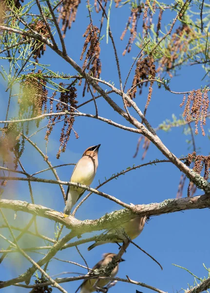 Herde Des Zedernwachsvogels Bombycilla Cedrorum Sitzt Auf Einem Baum Und — Stockfoto