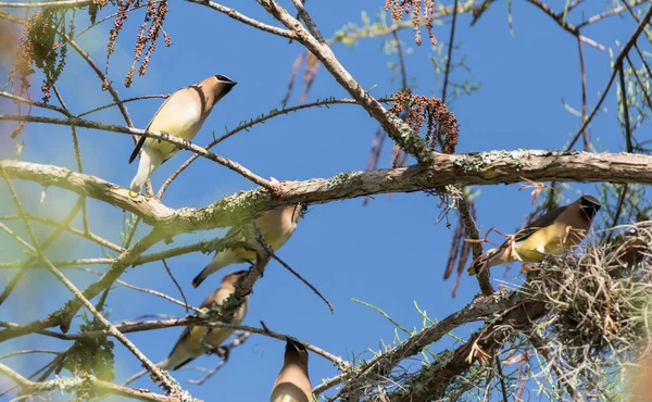 Σμήνη Από Κέρινα Πουλιά Cedar Bombycilla Cedrorum Perch Ένα Δέντρο — Φωτογραφία Αρχείου