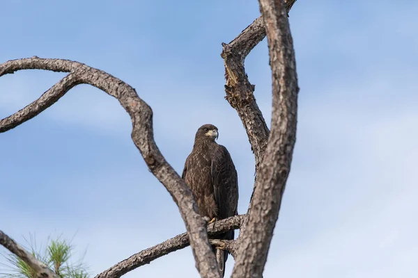 Młodzieńczy Orzeł Łysy Haliaeetus Leucocephalus Ptak Drapieżny Okonie Gałęzi Nad — Zdjęcie stockowe