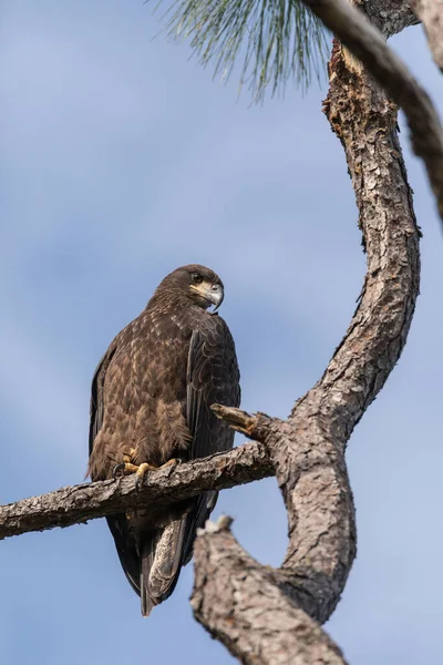 Águia Careca Juvenil Haliaeetus Leucocephalus Ave Rapina Poleiros Ramo Acima — Fotografia de Stock