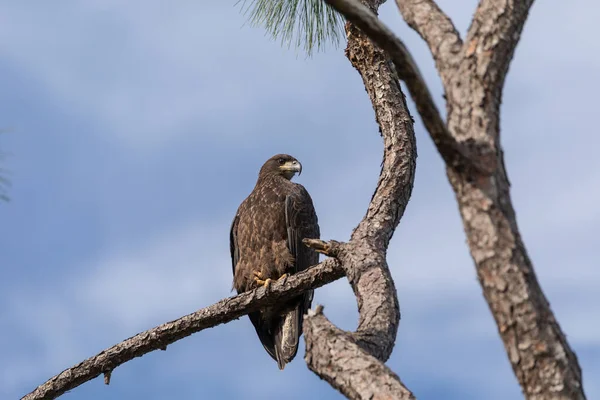 Pygargue Tête Blanche Juvénile Haliaeetus Leucocephalus Oiseau Proie Perche Sur — Photo