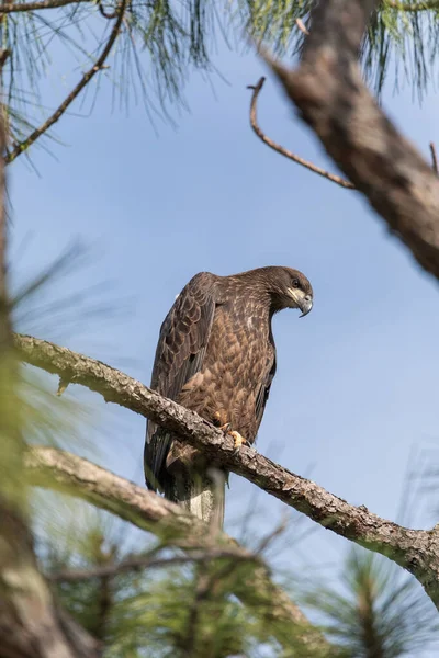 Águila Calva Juvenil Haliaeetus Leucocephalus Ave Presa Posa Una Rama —  Fotos de Stock