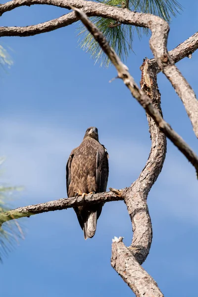 Águila Calva Juvenil Haliaeetus Leucocephalus Ave Presa Posa Una Rama —  Fotos de Stock