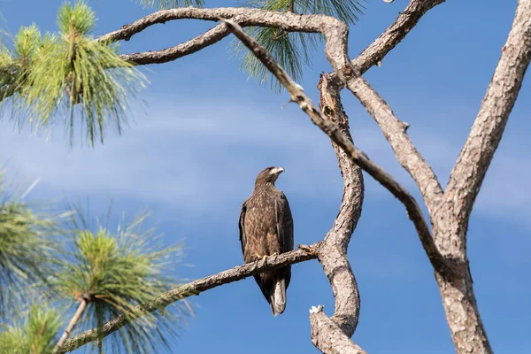 Pygargue Tête Blanche Juvénile Haliaeetus Leucocephalus Oiseau Proie Perche Sur — Photo