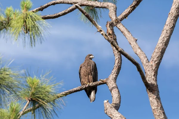 Pygargue Tête Blanche Juvénile Haliaeetus Leucocephalus Oiseau Proie Perche Sur — Photo