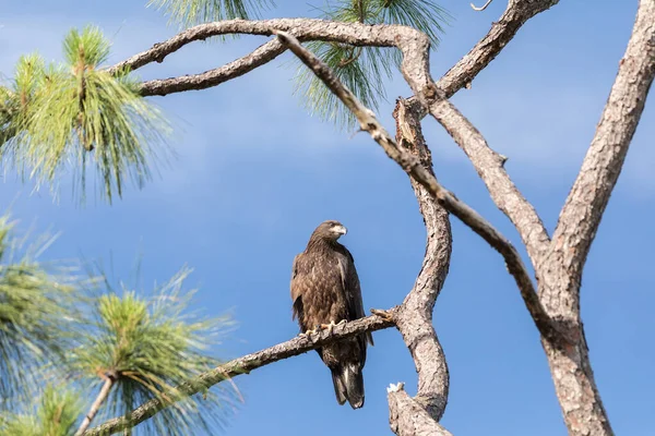 Pygargue Tête Blanche Juvénile Haliaeetus Leucocephalus Oiseau Proie Perche Sur — Photo