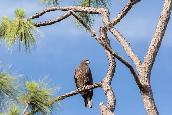 Pygargue Tête Blanche Juvénile Haliaeetus Leucocephalus Oiseau Proie Perche Sur — Photo