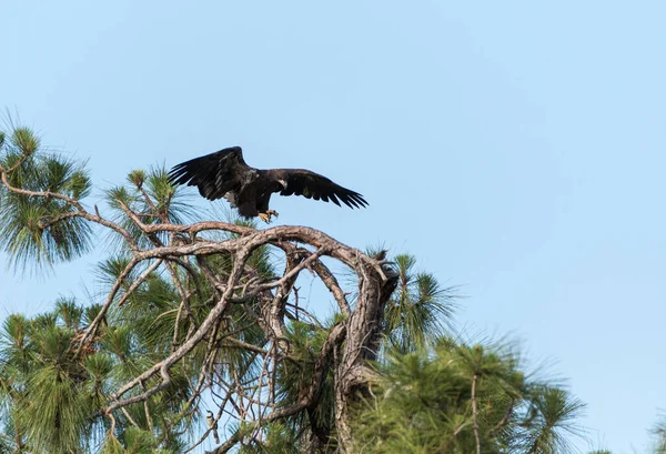 Décollage Jeune Pygargue Tête Blanche Haliaeetus Leucocephalus Oiseau Proie Une — Photo