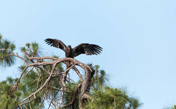 Startuj Młodocianego Orła Haliaetus Leucocephalus Ptak Drapieżny Gałęzi Nad Bagnem — Zdjęcie stockowe