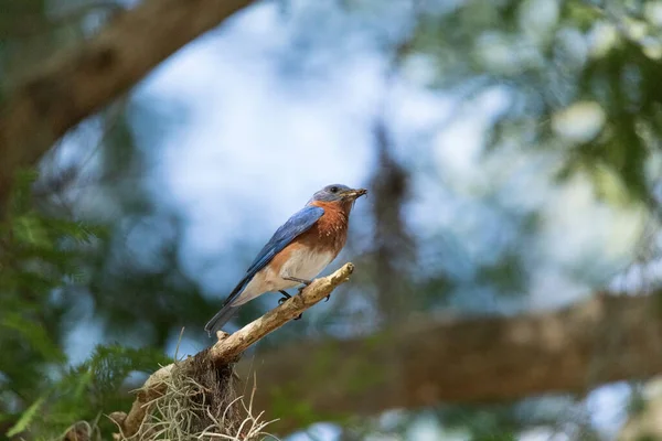 Mężczyzna Wschodni Bluebird Sialia Sialis Okonie Gałąź Wysoko Drzewo Spogląda — Zdjęcie stockowe