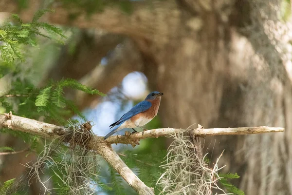 Мужчина Восточная Синяя Птица Сиалия Сидит Ветке Высоко Дереве Смотрит Лицензионные Стоковые Фото
