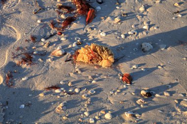 Tulip shell egg case also called the horse conch egg casing Triplofusus papillosus washed ashore on Naples Beach in Naples, Florida. clipart