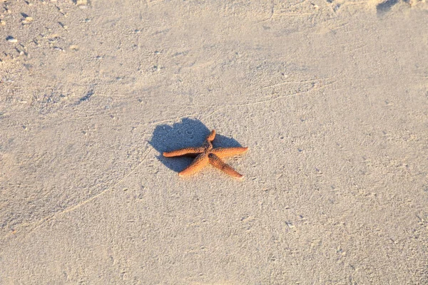 佛罗里达海星Astropecten Nitidus在佛罗里达州那不勒斯海滩发现 — 图库照片