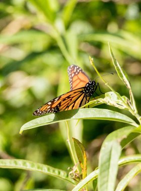 Monarch kelebek, Danaus plexippus, Bahar çiçek Güney California, ABD tarihinde bir Kelebek Bahçe
