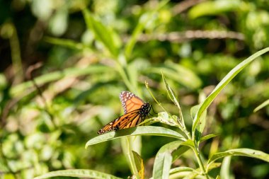 Monarch kelebek, Danaus plexippus, Bahar çiçek Güney California, ABD tarihinde bir Kelebek Bahçe