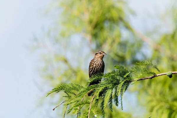 Brown Femeie Aripi Roșii Blackbird Agelaius Phoeniceus Într Mlaștină Printre — Fotografie, imagine de stoc