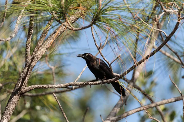 Východě Stromu Neapoli Floridě Nachází Vysoký Strom Sturnus Vulgaris — Stock fotografie