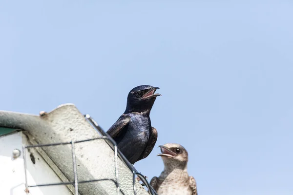 Pássaros Martin Roxos Progne Subis Poleiro Torno Uma Casa Pássaros — Fotografia de Stock