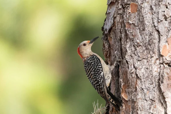 Pecking red bellied woodpecker Melanerpes carolinus on a pine tree