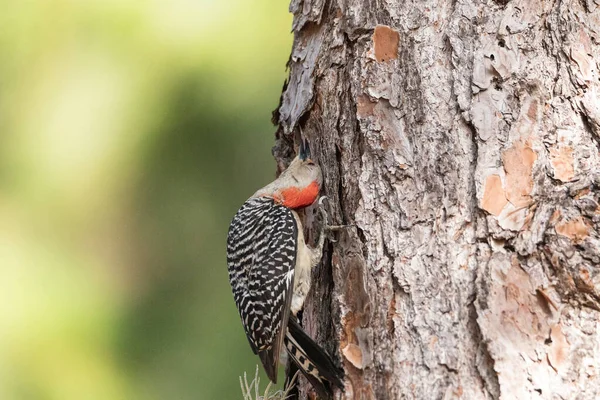 Щекочущий Краснобрюхий Дятел Melanerpes Carolinus Сосене — стоковое фото