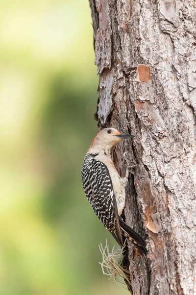 Pecking Rode Buik Specht Melanerpes Carolinus Een Pijnboom — Stockfoto