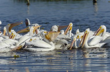 Grup üzerinde balık, göl Chapala, Jalisco, Meksika besleme Amerikan beyaz Pelikan (Pelecanus erythrorhynchos)