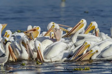 Grup üzerinde balık, göl Chapala, Jalisco, Meksika besleme Amerikan beyaz Pelikan (Pelecanus erythrorhynchos)