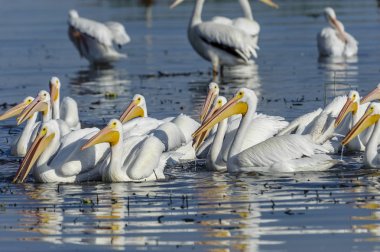 Grup göl Chapala, Jalisco, Meksika tarihinde Amerikan beyaz Pelikan (Pelecanus erythrorhynchos)