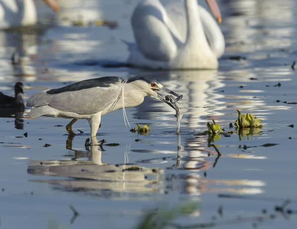 Czarny Ukoronowany Ślepowron Nycticorax Nycticorax Polowanie Wzdłuż Brzegu Jeziora Chapala — Zdjęcie stockowe