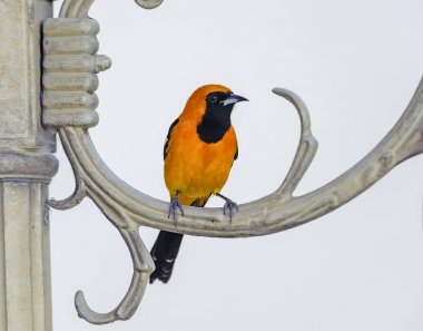 Başlıklı sarıasma (sarilik cucullatus), Ajijic, Jalisco, Meksika