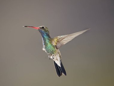 Geniş gagalı Hummingbird gezinip, (Cynanthus latirostris), San Juan Cosala, Jalisco, Meksika