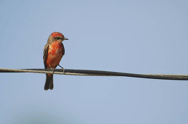 Vermillion Moucherolle Pyrocephalus Rubinus Pêché Sur Fil Ajijic Jalisco Mexique — Photo