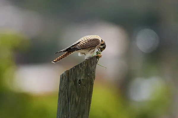 Amerikan kerkenez (Falco sparverius) bir büyük çekirge üzerinde San Juan Cosala, Jalisco, Meksika besleme bir yazı üzerine tünemiş