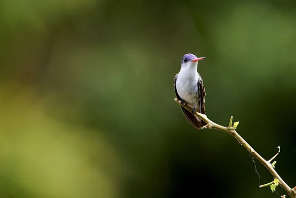 Mor tepeli sinek kuşu (Amazilia violiceps) bir dalda San Juan Cosala, Jalisco, Meksika tünemiş