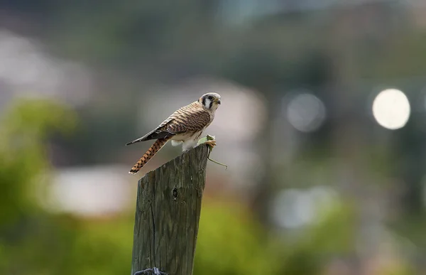 American Kestrel Falco Sparverius Posado Poste Alimentándose Gran Saltamontes San —  Fotos de Stock