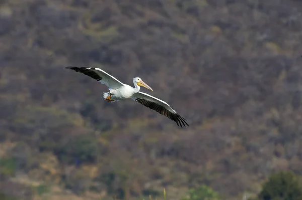 Pelicano Branco Americano Pelecanus Erythrorhynchos Sobrevoando Lago Chapala Jalisco México — Fotografia de Stock