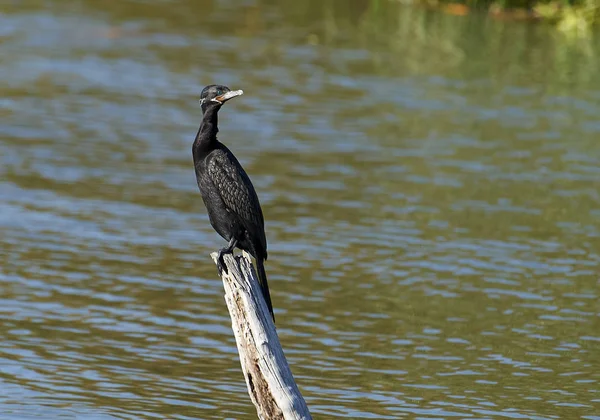 Corvo Marinho Neotrópico Phalacrocorax Brasililianus Plumagem Inverno Empoleirado Posto Lake — Fotografia de Stock