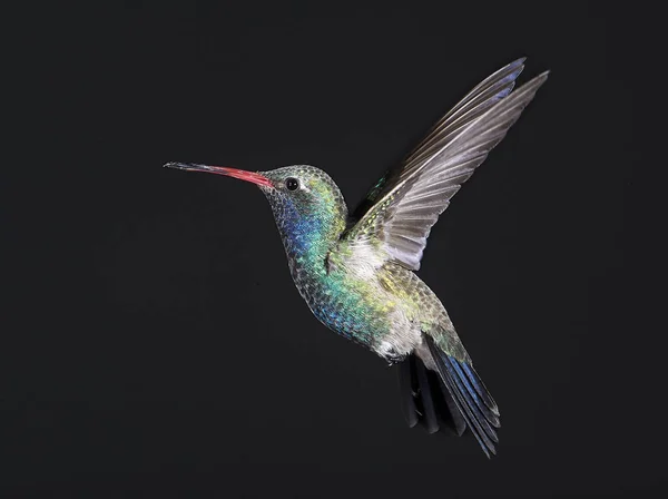 Gezinip, Ajijic, Jalisco, Meksika geniş gagalı sinek kuşu (Cynanthus latirostris)