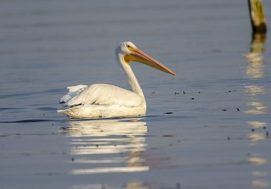 Göl Chapala - Ajijic, Jalisco, Meksika içinde yüzme Amerikan beyaz Pelikan (Pelicanus erythrorhynchos)