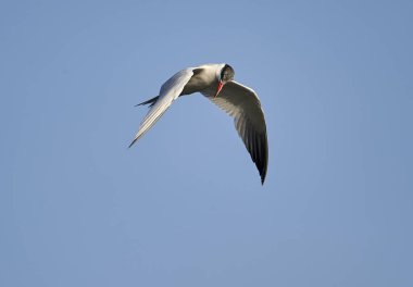 Hazar sumrusu (Hydroprogne caspia) uçuş Gölü Chapala - Ajijic, Jalisco, Meksika yukarıda