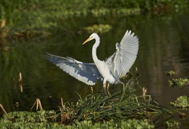 Büyük ak balıkçıl (Ardea alba) bir iniş Gölü Chapala, Jocotopec, Jalisco, Meksika yapar