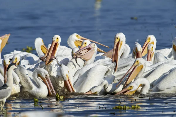 Grup üzerinde balık, göl Chapala, Jalisco, Meksika besleme Amerikan beyaz Pelikan (Pelecanus erythrorhynchos)