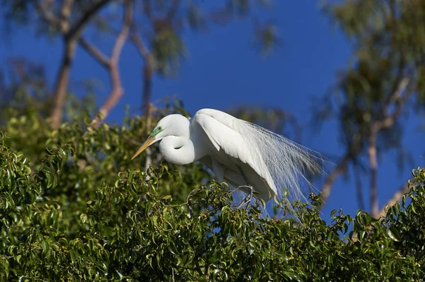 Büyük ak balıkçıl (Ardea alba)-içinde kuş tüyü doğurmak Gölü Chapala, Jocotopec, Jalisco, Meksika kenarında bir ağaçta tünemiş