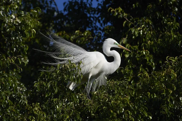 Great Egret Ardea Alba Plumaje Reproductivo Encaramado Árbol Borde Del —  Fotos de Stock