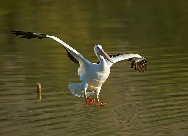Pelicano Branco Americano Pelecanus Erythrorhynchos Faz Pouso Lago Chapala Jocotopec — Fotografia de Stock
