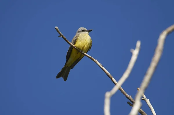 Kingbird Tropical Tyrannus Melancholicus Perché Dans Arbre Jocotopec Jalisco Mexique — Photo