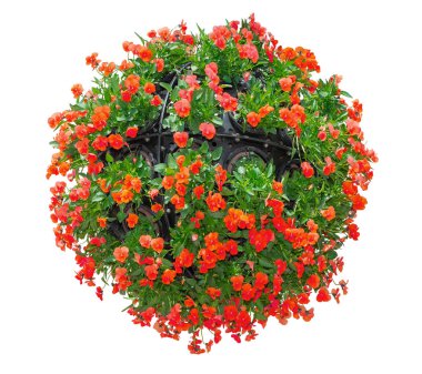 Beyaz Arkaplan 'da izole edilmiş kırmızı bir çiçek demeti. Kırpma yolu ile nesne.