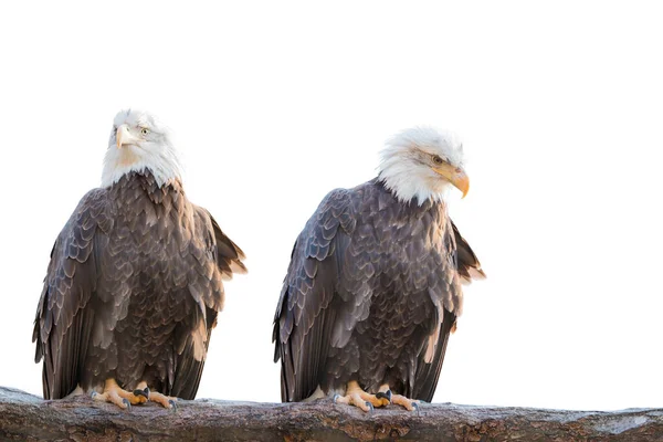 Deux aigles sauvages chauves perchés sur une branche sèche isolée sur du blanc — Photo