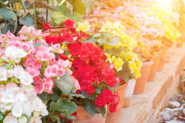 Güzel Begonia Tuberhybrida çiçek.